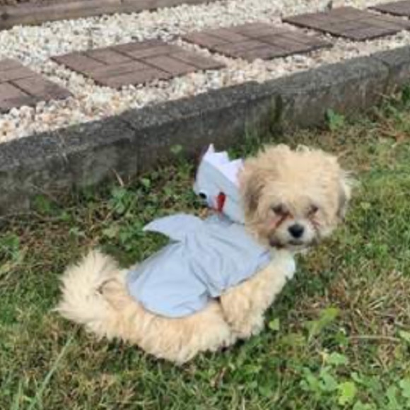 NEW Reflective Shark Hoodie Dog and Cat Costume - Hyde & EEK! Boutique medium - Picture 8 of 13